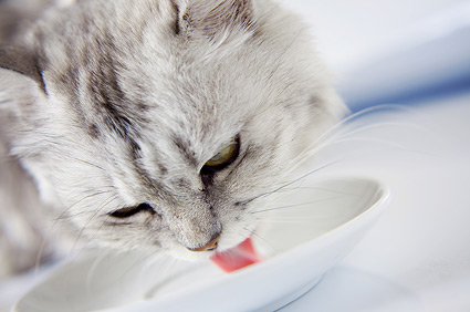 Comment aider votre chat à mieux supporter les chaudes températures ?
